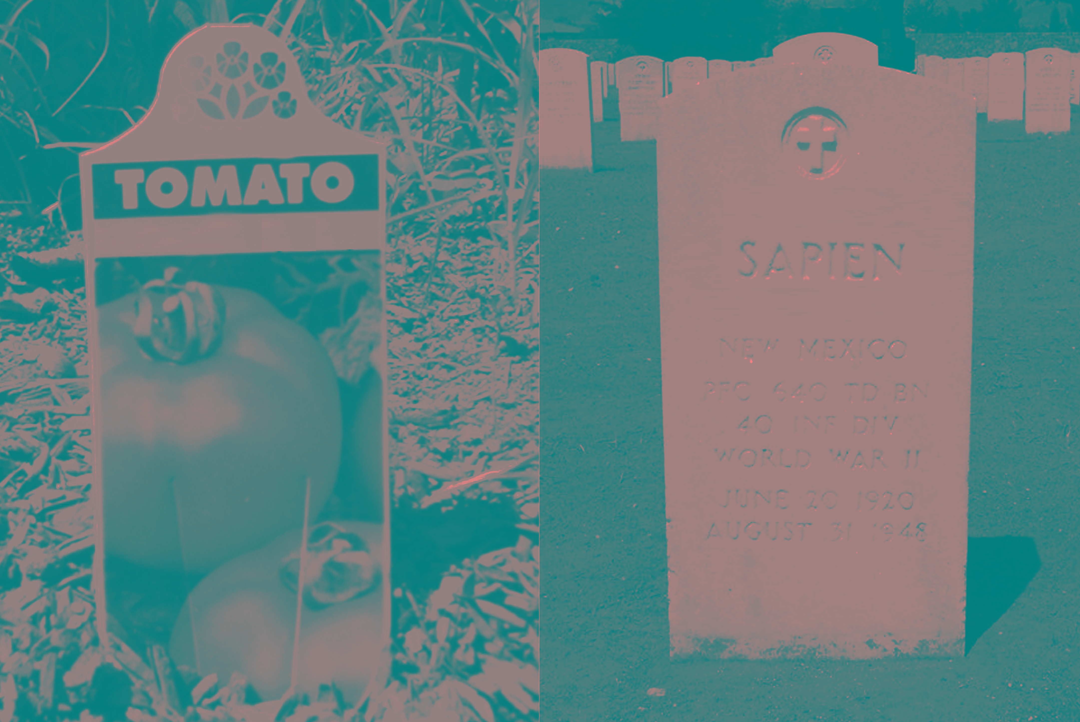 tomatosapiena.jpg